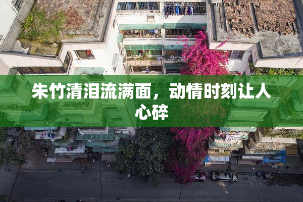 朱竹清泪流满面，动情时刻让人心碎
