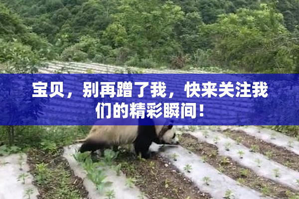 宝贝，别再蹭了我，快来关注我们的精彩瞬间！