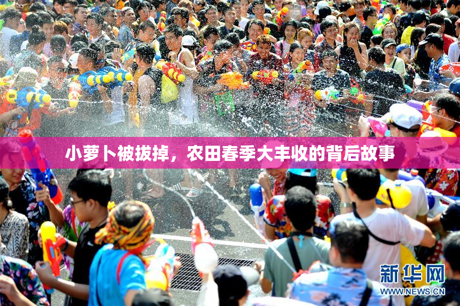 小萝卜被拔掉，农田春季大丰收的背后故事