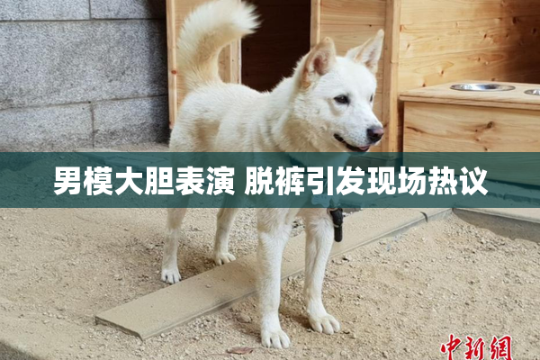 男模大胆表演 脱裤引发现场热议