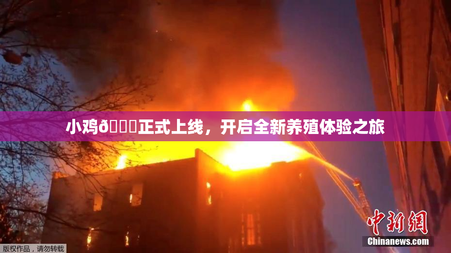 小鸡🐔正式上线，开启全新养殖体验之旅