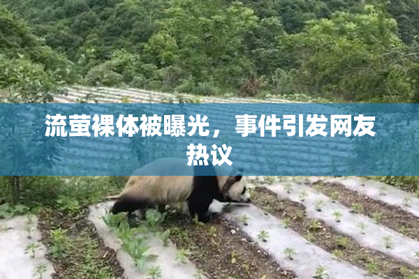 流萤裸体被曝光，事件引发网友热议