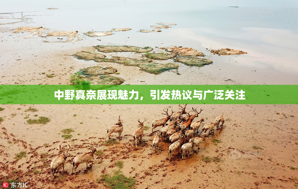 中野真奈展现魅力，引发热议与广泛关注