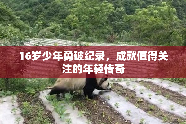16岁少年勇破纪录，成就值得关注的年轻传奇
