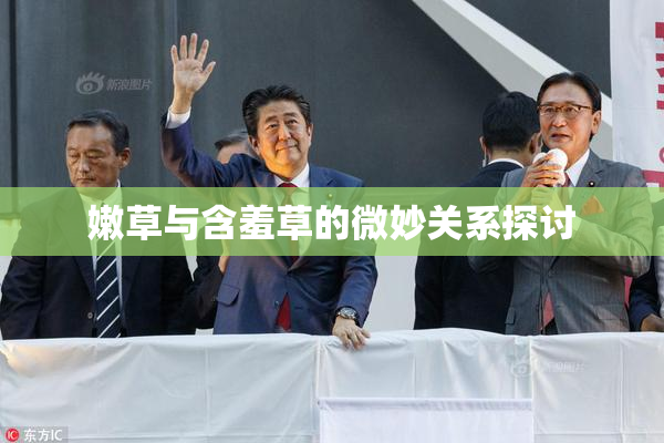 嫩草与含羞草的微妙关系探讨