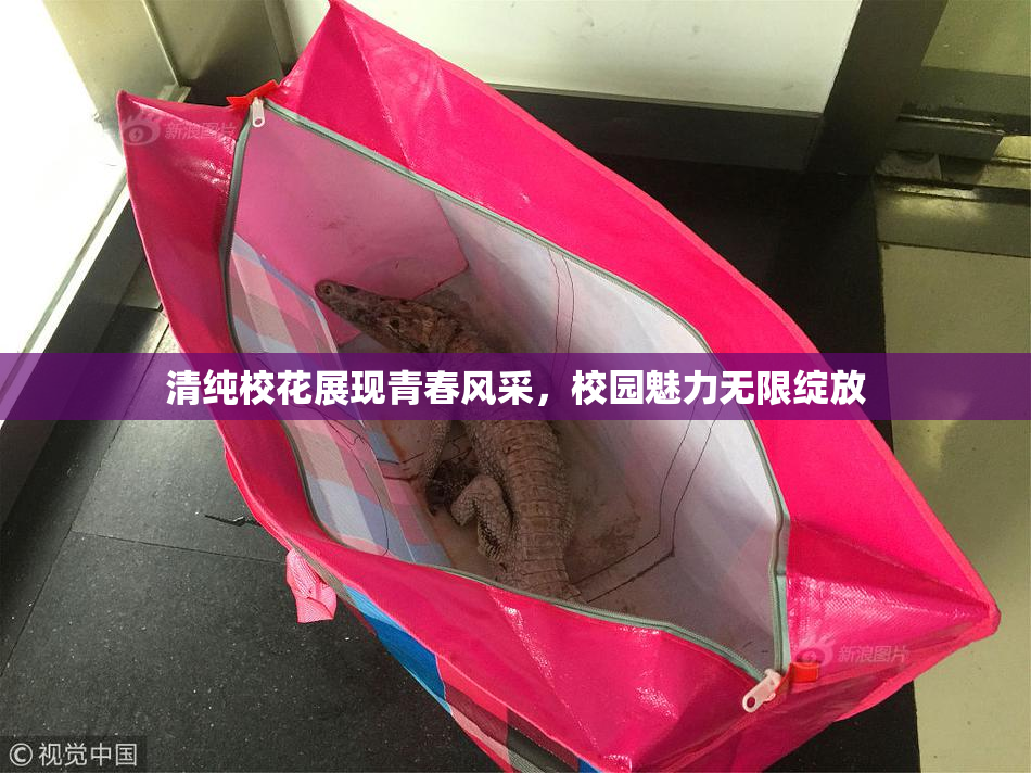 清纯校花展现青春风采，校园魅力无限绽放