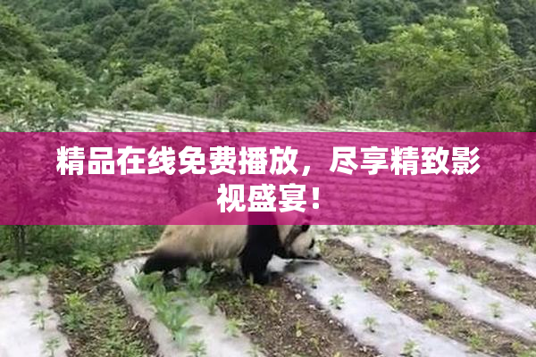 精品在线免费播放，尽享精致影视盛宴！