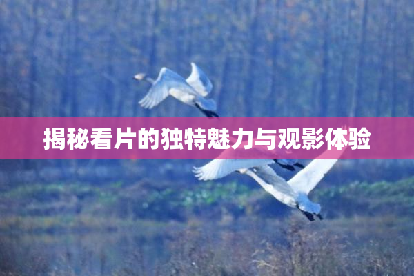 揭秘看片的独特魅力与观影体验