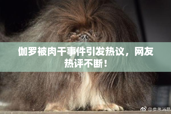 伽罗被肉干事件引发热议，网友热评不断！