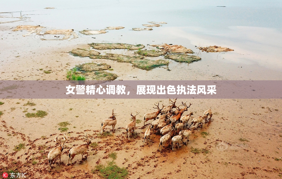 女警精心调教，展现出色执法风采
