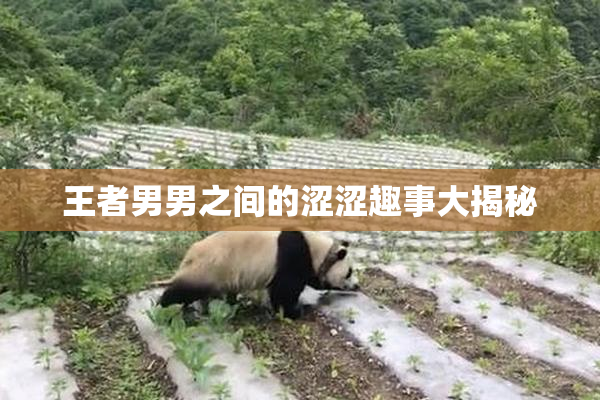 王者男男之间的涩涩趣事大揭秘