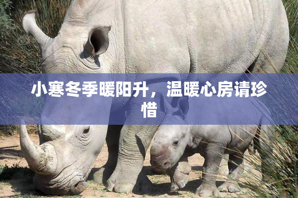 小寒冬季暖阳升，温暖心房请珍惜