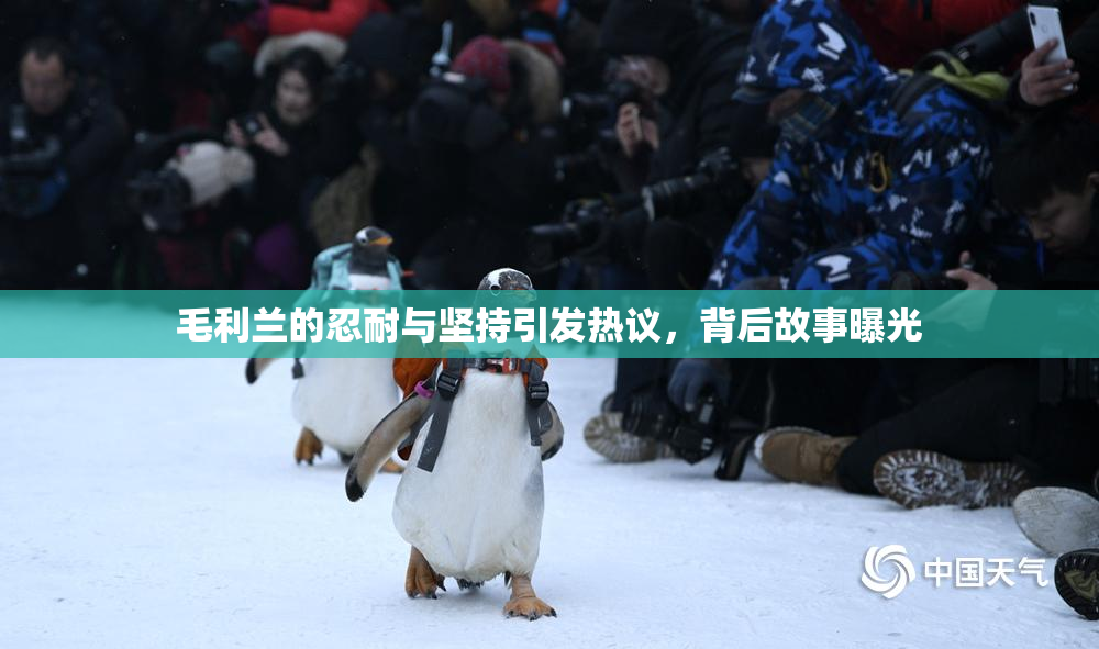 毛利兰的忍耐与坚持引发热议，背后故事曝光