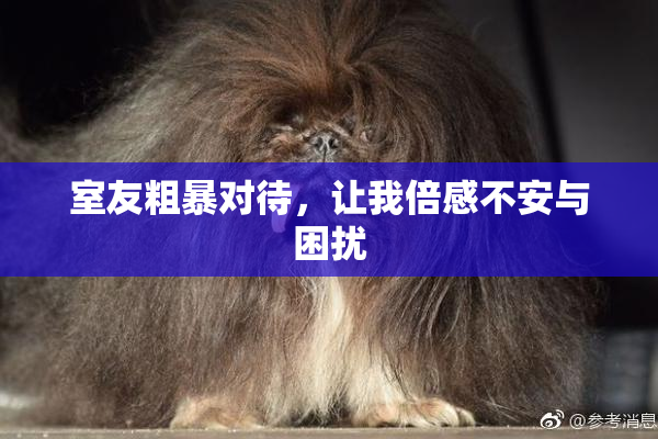 室友粗暴对待，让我倍感不安与困扰