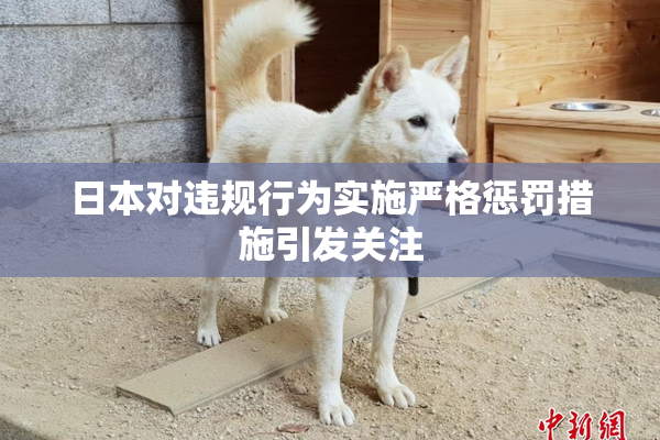 日本对违规行为实施严格惩罚措施引发关注