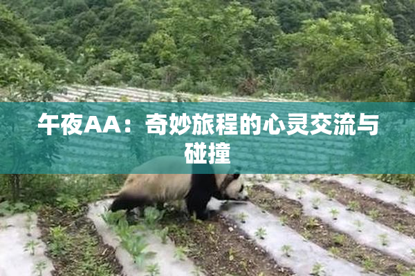 午夜AA：奇妙旅程的心灵交流与碰撞