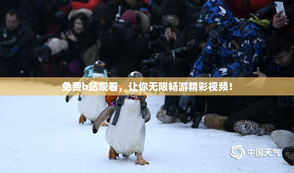 免费b站观看，让你无限畅游精彩视频！