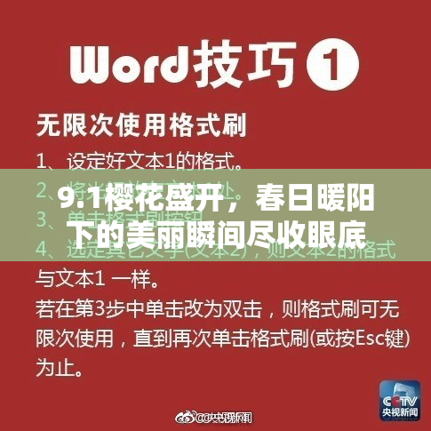9.1樱花盛开，春日暖阳下的美丽瞬间尽收眼底