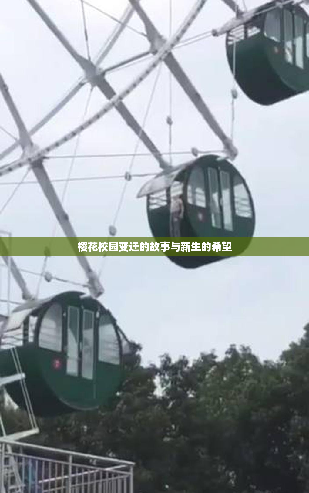 樱花校园变迁的故事与新生的希望