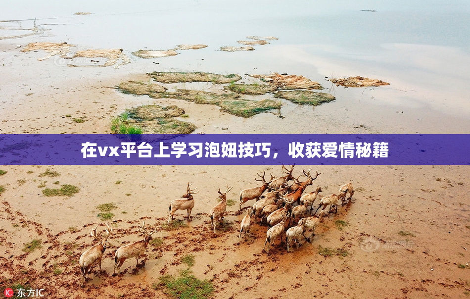 在vx平台上学习泡妞技巧，收获爱情秘籍