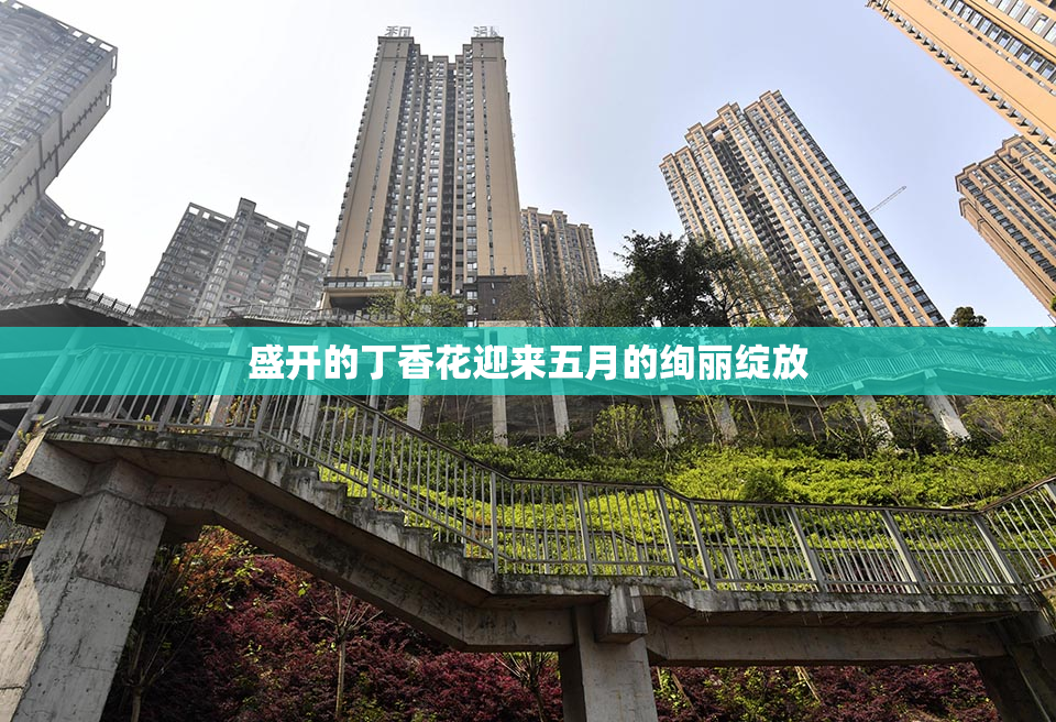 盛开的丁香花迎来五月的绚丽绽放
