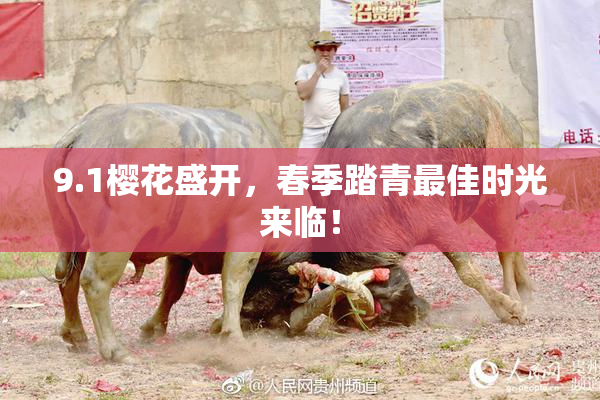 9.1樱花盛开，春季踏青最佳时光来临！