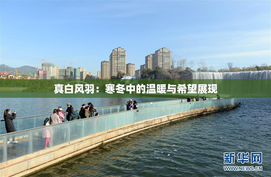真白风羽：寒冬中的温暖与希望展现