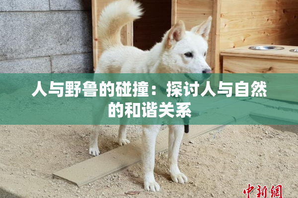 人与野鲁的碰撞：探讨人与自然的和谐关系