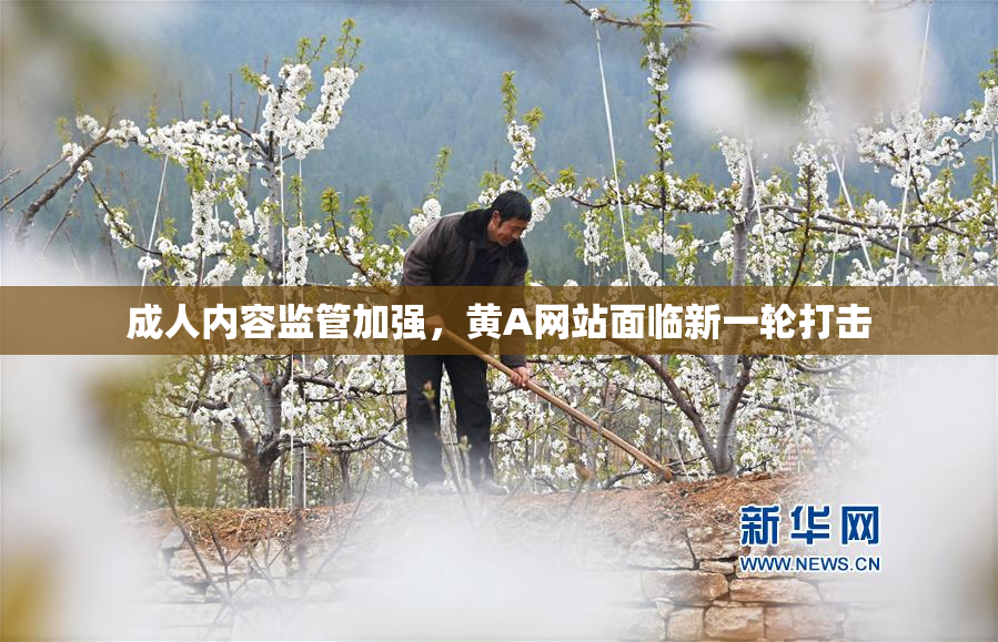 成人内容监管加强，黄A网站面临新一轮打击