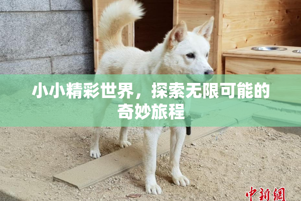 小小精彩世界，探索无限可能的奇妙旅程