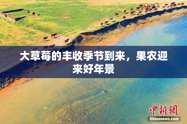 大草莓的丰收季节到来，果农迎来好年景
