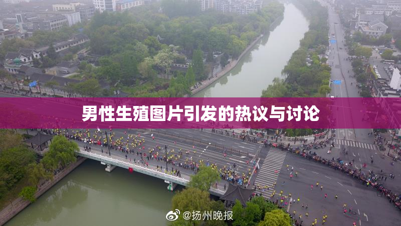 男性生殖图片引发的热议与讨论