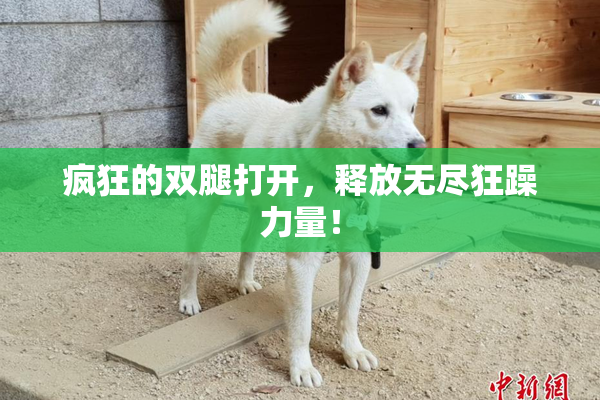 疯狂的双腿打开，释放无尽狂躁力量！