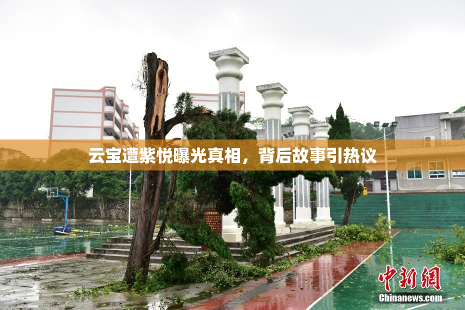 云宝遭紫悦曝光真相，背后故事引热议