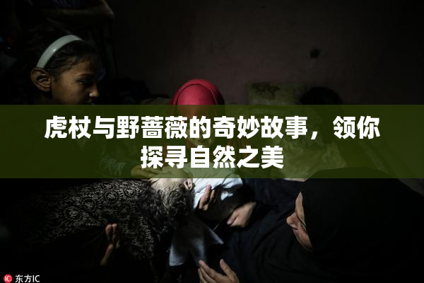 虎杖与野蔷薇的奇妙故事，领你探寻自然之美