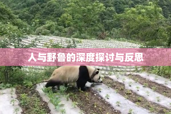 人与野鲁的深度探讨与反思