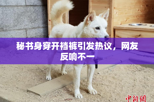 秘书身穿开裆裤引发热议，网友反响不一