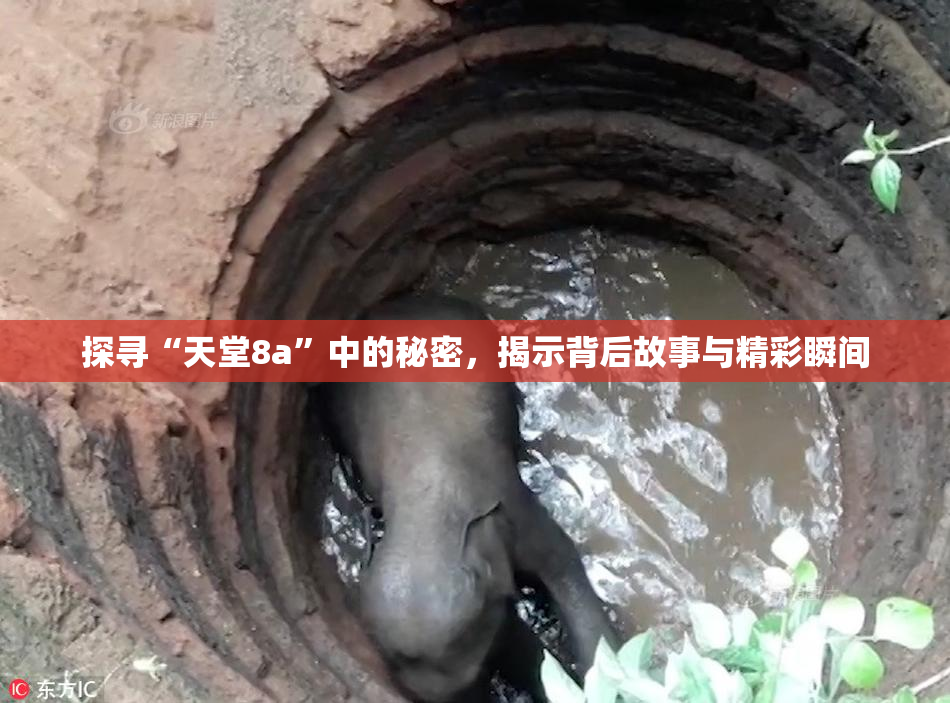 探寻“天堂8a”中的秘密，揭示背后故事与精彩瞬间