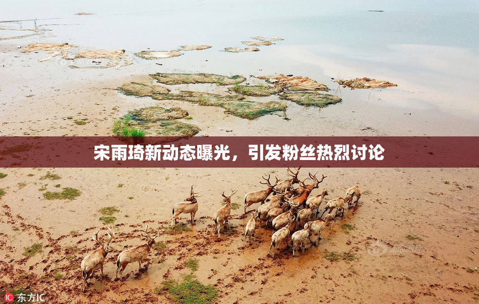 宋雨琦新动态曝光，引发粉丝热烈讨论