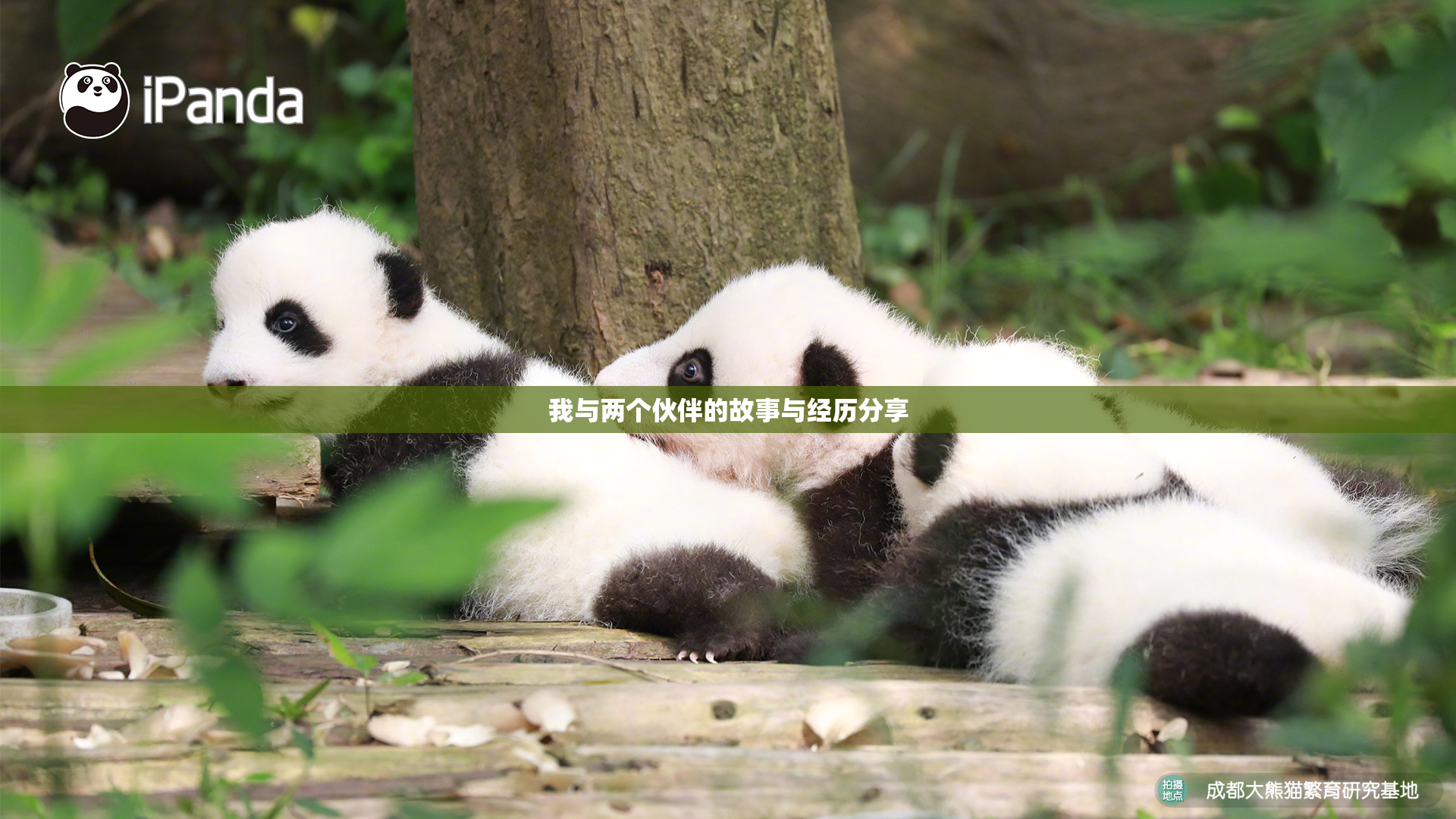 我与两个伙伴的故事与经历分享