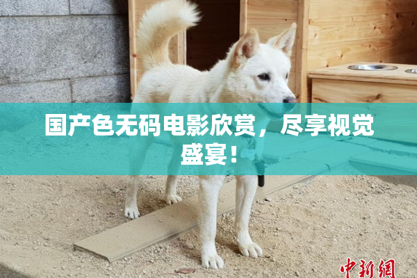 国产色无码电影欣赏，尽享视觉盛宴！