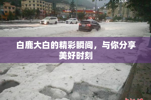 白鹿大白的精彩瞬间，与你分享美好时刻