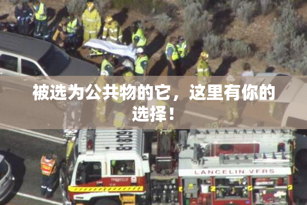 被选为公共物的它，这里有你的选择！
