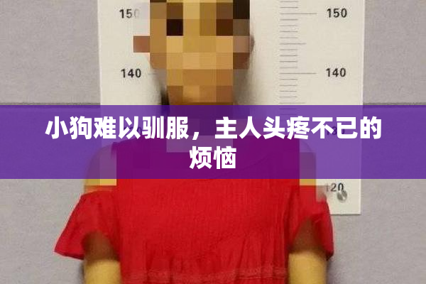 小狗难以驯服，主人头疼不已的烦恼