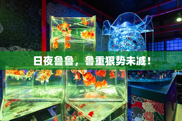日夜鲁鲁，鲁重狠势未减！