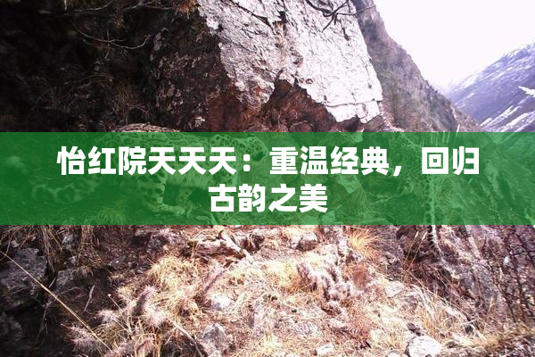 怡红院天天天：重温经典，回归古韵之美