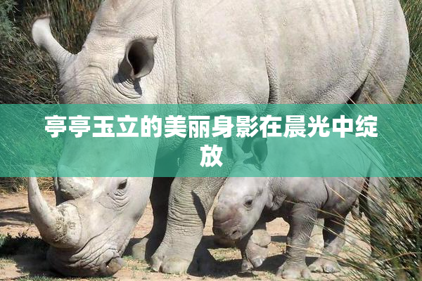 亭亭玉立的美丽身影在晨光中绽放