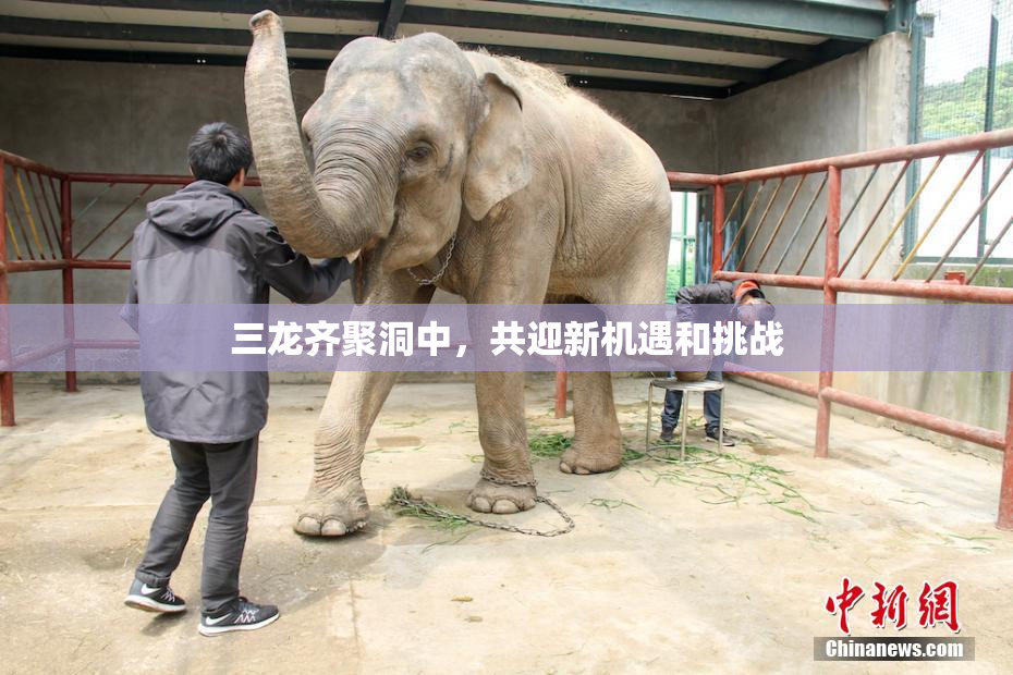 三龙齐聚洞中，共迎新机遇和挑战