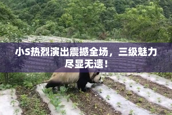 小S热烈演出震撼全场，三级魅力尽显无遗！