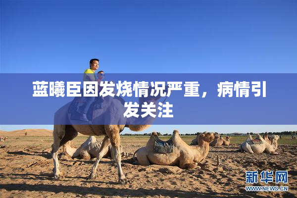 蓝曦臣因发烧情况严重，病情引发关注